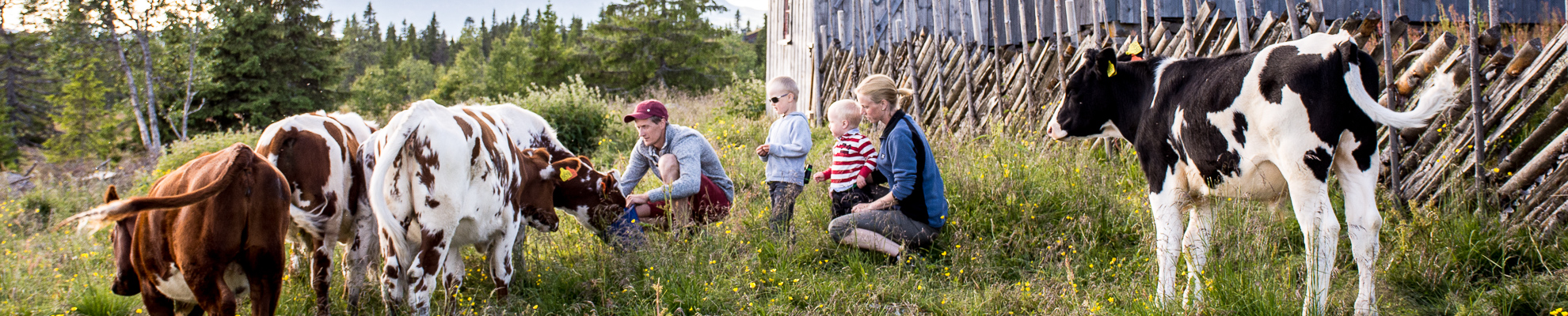 Musdalsæter Hyttegrend