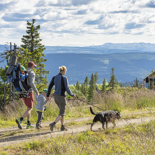 Sommeraktiviteter på Musdalsæter